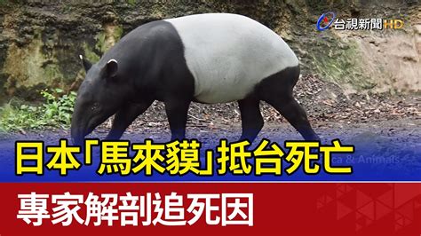 日本「馬來貘」抵台死亡 專家解剖追死因 Youtube