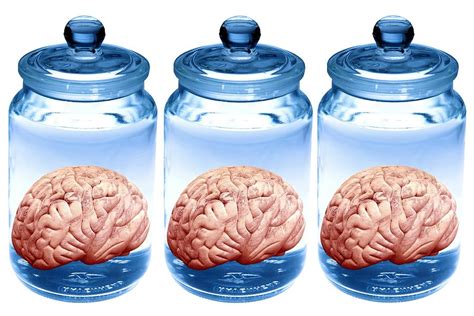 Preserved Brains Artwork Photograph By Victor De Schwanberg Pixels