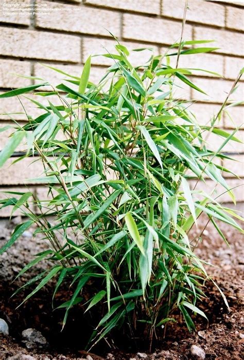 Plantfiles Pictures Fargesia Species Hardy Bamboo Non Running Bamboo