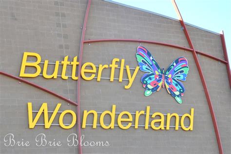 Butterfly Wonderland {Arizona Family Fun} - Brie Brie Blooms