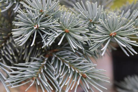 Abies Lasiocarpa Glacier Subalpine Fir Conifer Kingdom