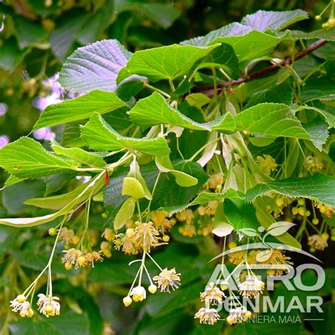 Tei Mirositor Tilia Cordata Agrodenmar Ro