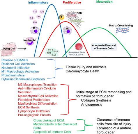 Frontiers The Dynamic Interplay Between Cardiac Inflammation And Fibrosis