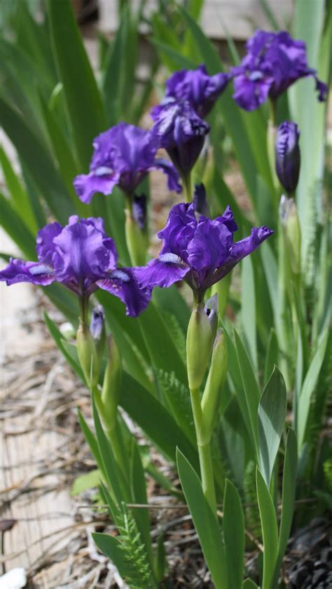 Living and Dyeing Under the Big Sky: First Iris - Purple Dwarf