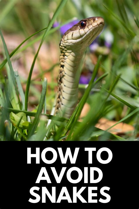 How To Avoid Snakes In Your Backyard Need To Know Guide 2022 Snake