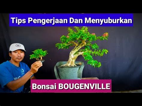 Tips Pengerjaan Dan Penyuburan Bonsai Bougenville Youtube