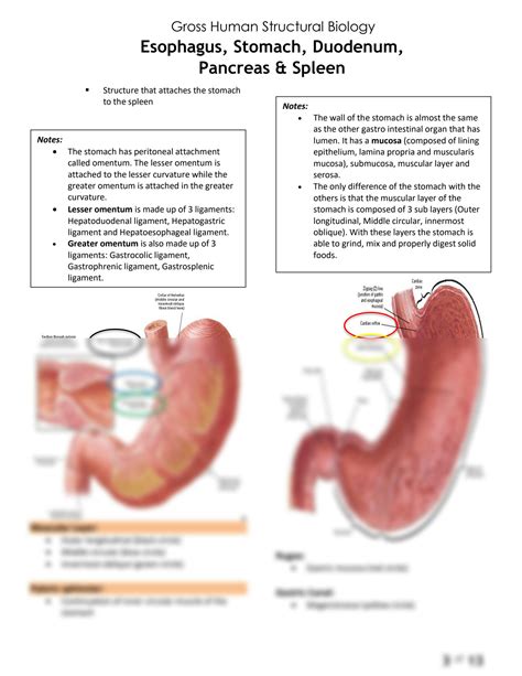 Solution Expertmd Ghsb Esophagus Stomach Duodenum Pancreas Spleen