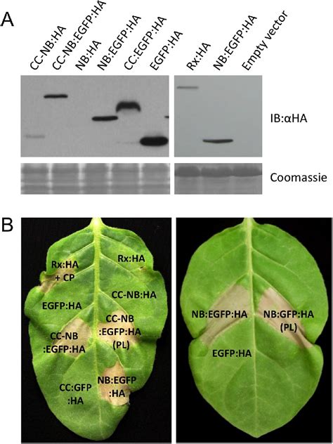 Figure 1 1 From Exploring The Source Of Plant Nb Lrr Disease Resistance