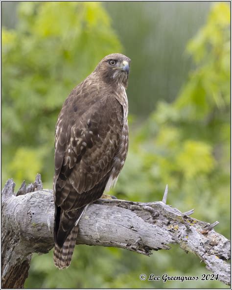 Red Tailed Hawk Coyote Hills Regional Park Fremont Ca Lee