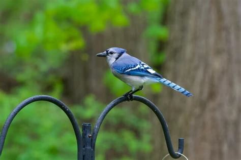 Birds That Bring Good Luck Discover Winged Charms