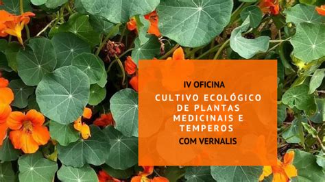 Oficina Cultivo Ecológico de Plantas Medicinais e Temperos em Belo