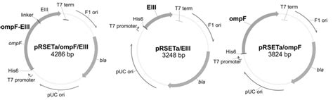 Schematic Representation Of Plasmid Constructs Used To Express