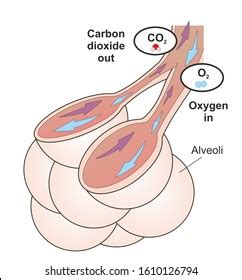 Structure Alveolus Human Lungs Oxygen Carbon Ilustraci N De Stock