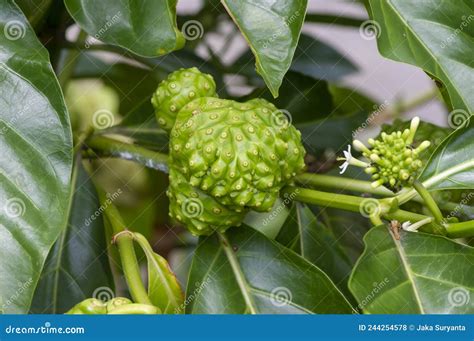 Mengkudu Noni Fruit Morinda Citrifolia Also Called A Starvation Fruit