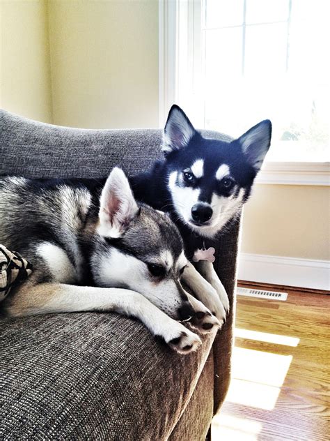 Beautiful Alaskan Klee Kai Puppies Alaskan Klee Kai Puppy Time Cute