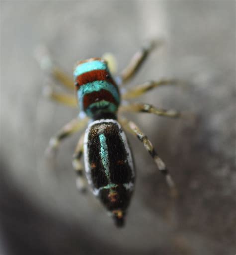 Jumping Spider Salticidae Cosmophasis Sp Mackay Qld Flickr