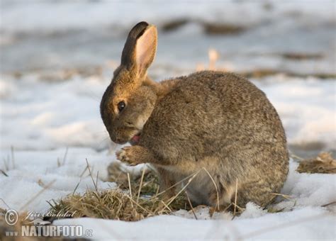 Oryctolagus Cuniculus Pictures Wild Rabbit Images Nature Wildlife