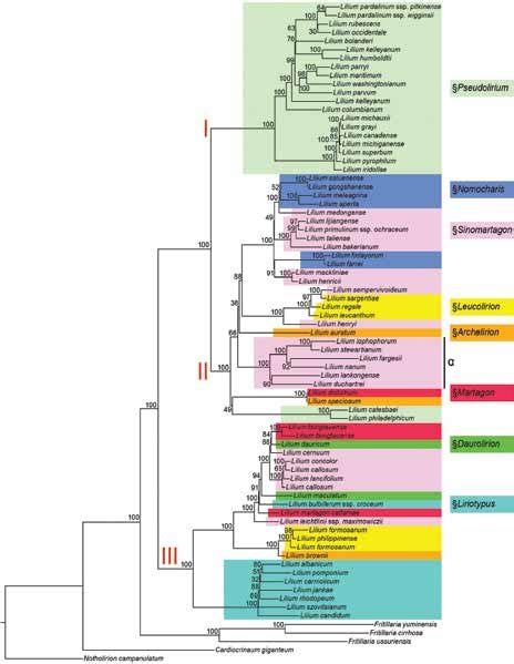 Plastome Phylogeny For Lilium Branch Lengths Are Proportional To The