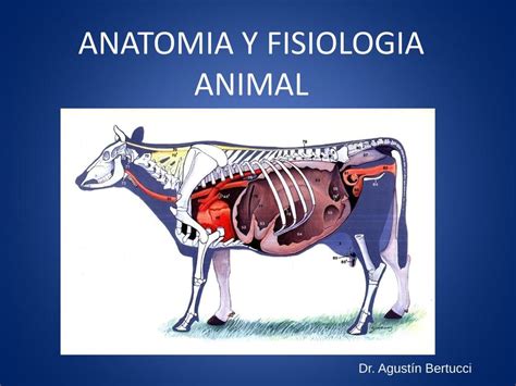 Anatomía Y Fisiología Animal Presentación Jonathan Barrios Udocz