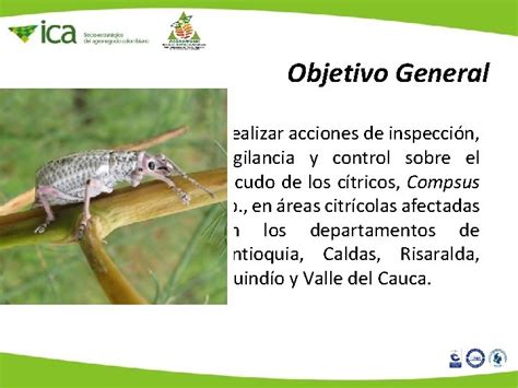 PICUDO DE LOS CITRICOS Compsus Sp EN COLOMBIA