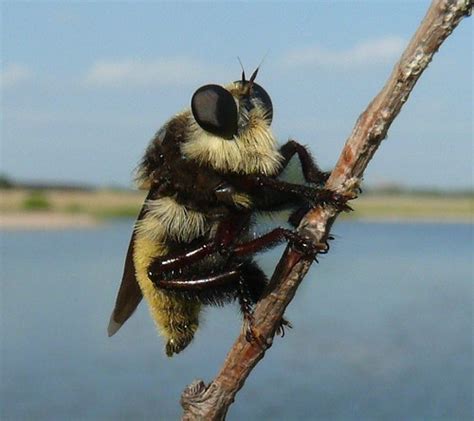 Robber Fly Bee Killer Sp Mallophora Fautrix 24 July 09 Flickr