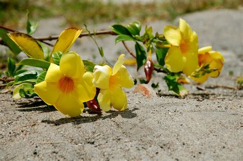 Brasil Bahia Flor · Foto gratuita no Pixabay