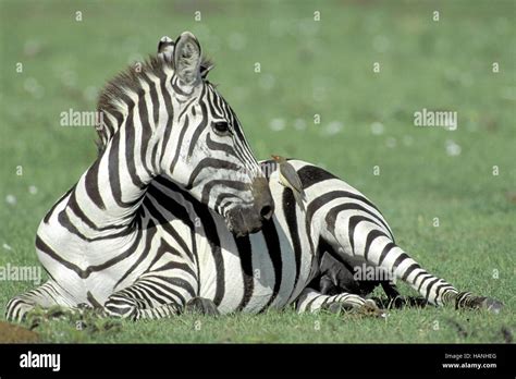 Niedliches zebra hi-res stock photography and images - Alamy