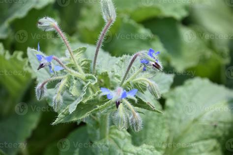 Pretty Flowering Ajuga Plants in a Garden 11493237 Stock Photo at Vecteezy