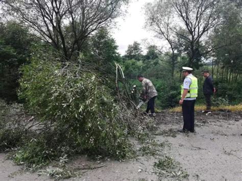 百日行动 树枝被大风吹断影响通行 通化县交警徒手清理 消除安全隐患 澎湃号·政务 澎湃新闻 The Paper