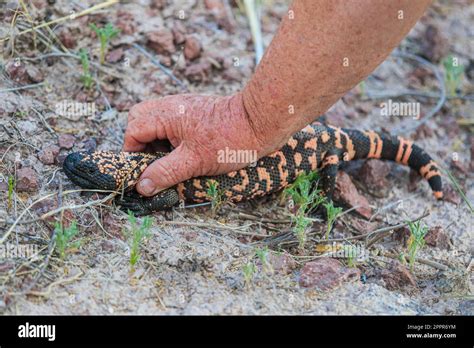 Gila Monster In The Wild In The Cuenca Los Ojos Reserve In Agua Prieta