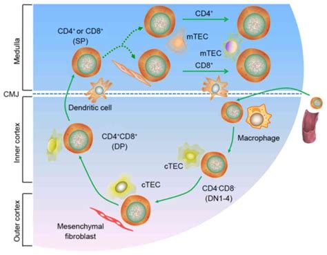 T Cells Mature In The Thymus Gland Telegraph