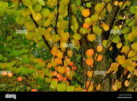 Katsura Baum Cercidiphyllum Japonicum Katsura Baum Hat Zarte