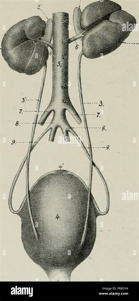 La anatomía de los animales domésticos 1914 Fotografía de stock Alamy