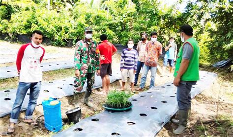 Tingkatkan Ketahanan Pangan Bersama Ppl Simeulue Babinsa Berikan