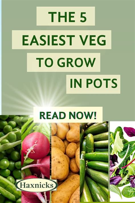 Easiest Vegetables To Grow In Pots Containers Artofit