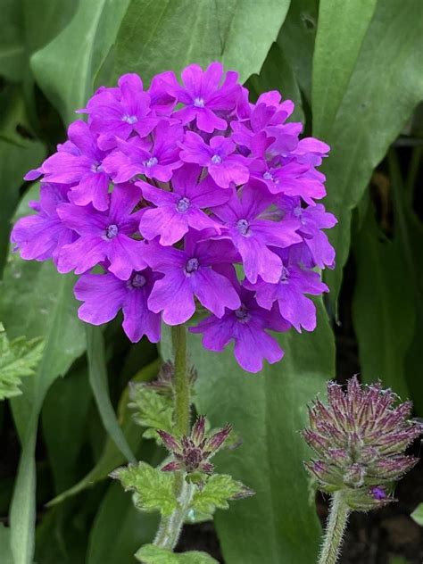 Photo Of The Bloom Of Purple Verbena Glandularia Canadensis Homestead