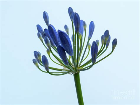 Purple Blue Flower Blossom Photograph By Christy Garavetto Fine Art