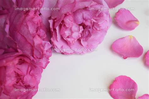 白背景にピンクの薔薇の花びら、ばらの花びら、バラの花びらのフレームの写真素材 220986892 イメージマート