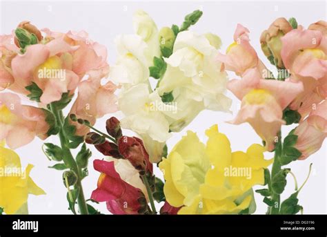 Snapdragons Antirrhinum Majus Stock Photo Alamy