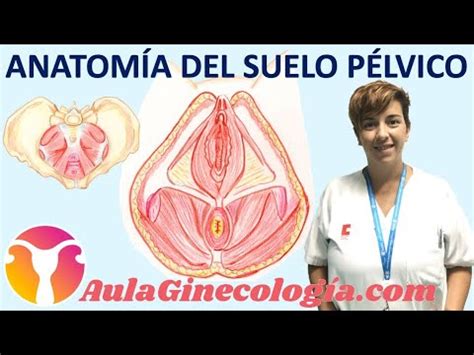 Anatom A Del Suelo P Lvico Pelvis Sea Musculatura Ginecolog A Y