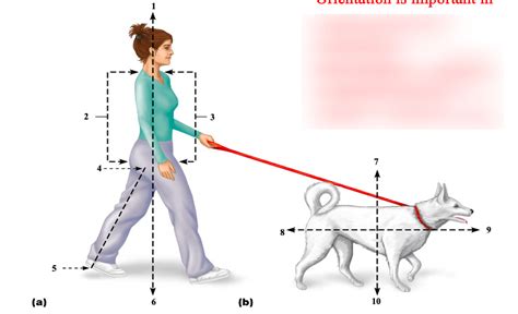 Ch 1 Anatomical Orientation Diagram Diagram Quizlet