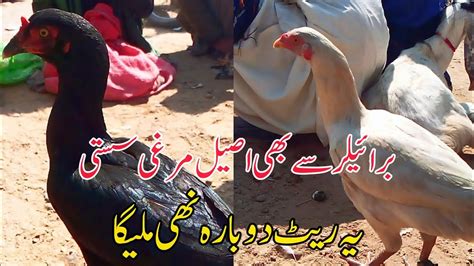 Aseel Murga Market Tando Adam Birds Market Latest Update Aseel