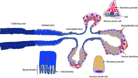 Ducts Of Salivary Glands