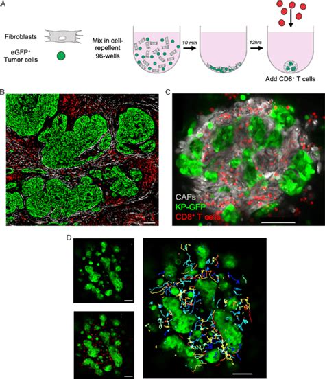 Murine Lung Tumor Spheroids Allow Evaluation Of Lymphocyte Infiltration