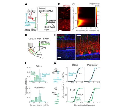 Figure Imaging From Deep Adult Born Granule Cells Suggests An