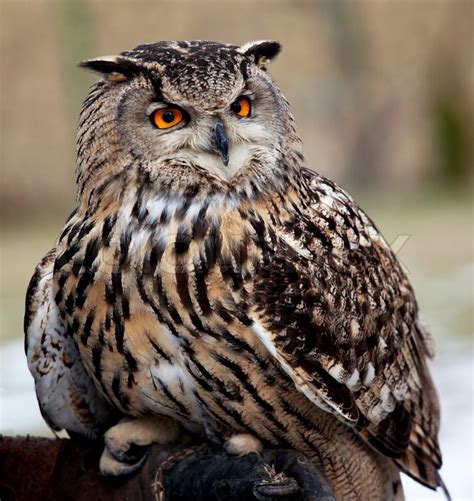 Portrait Of An Owl With Orange Eye Stock Photo Colourbox