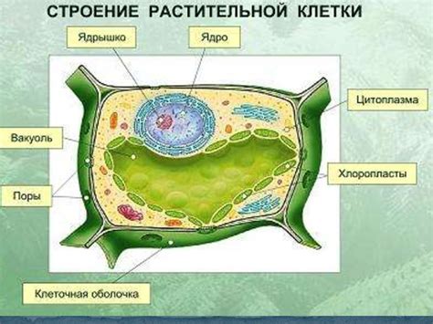 Строение клетки - презентация онлайн