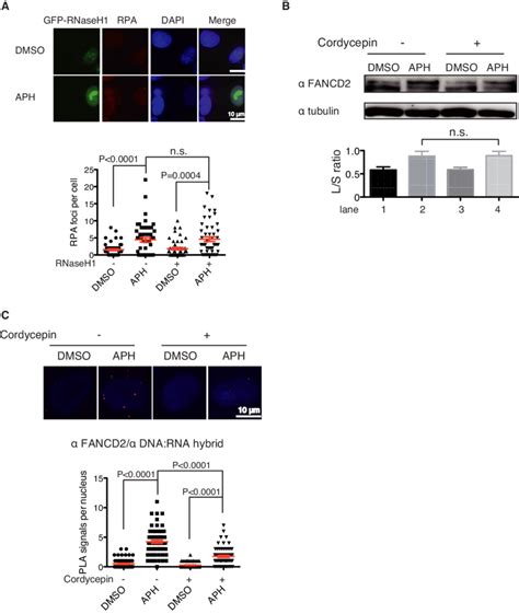 Replication Stress Induced RPA Foci And FANCD2 Monoubiqitination Were