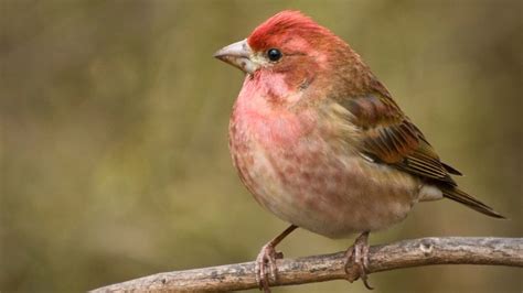 House Finches Colors Types Migration And More