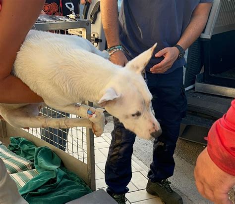 Roma Il Canile Di Muratella Ancora Nel Ciclone Cucciolo Rischia Di